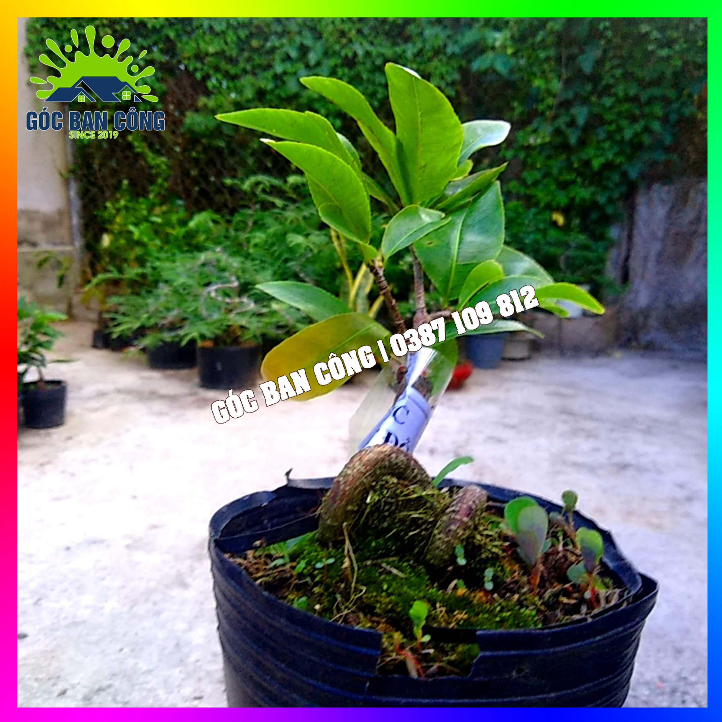 Cây mai cúc đọt đỏ gốc quái mini