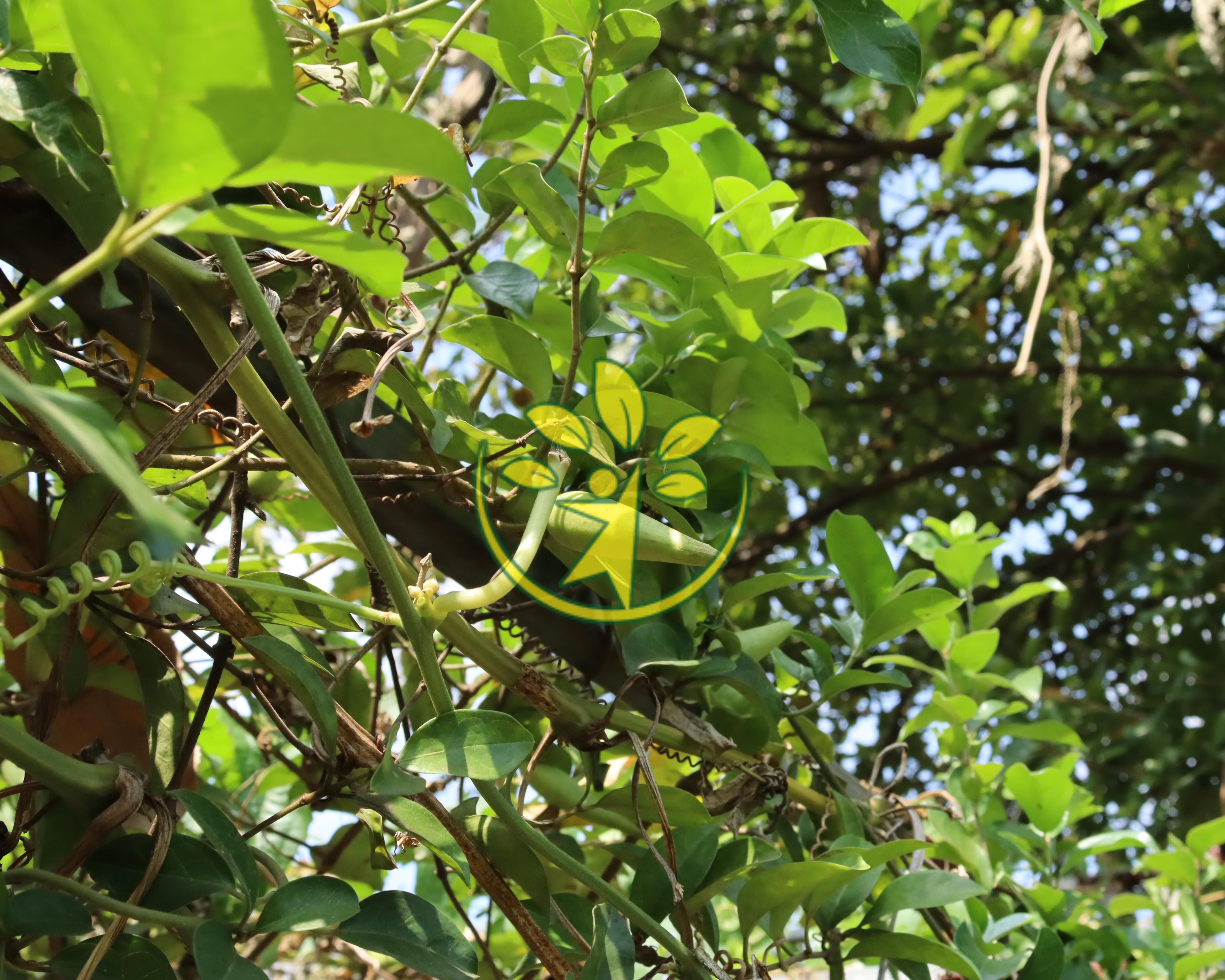 Bầu giống dây thìa canh lá nhỏ cao 15 - 20 cm giảm đường huyết hiệu quả - Tặng kèm cây giống bất kỳ