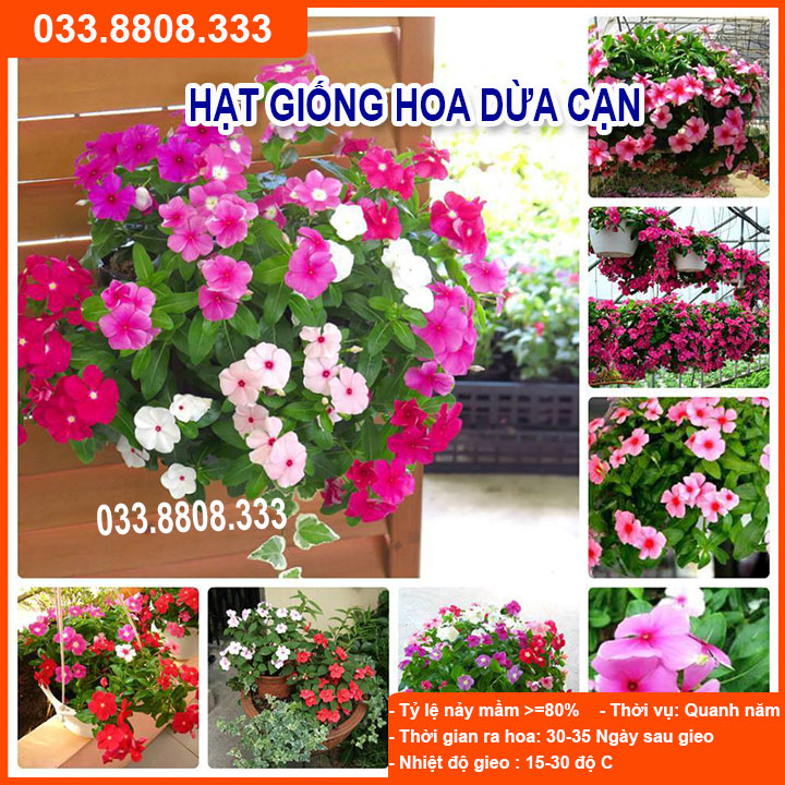 Hạt giống hoa dừa cạn nhiều màu hoa đẹp,dễ trồng, cây sinh trưởng tốt