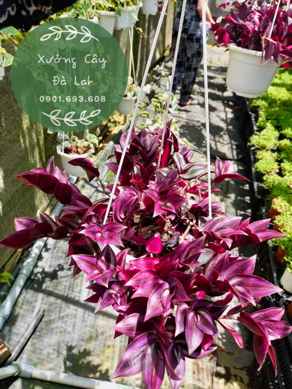 - Cây Thài Lài đỏ, thài lài hồng, thài lài var trắng chậu treo decor, trang trí, dễ trồng, dễ chăm sóc