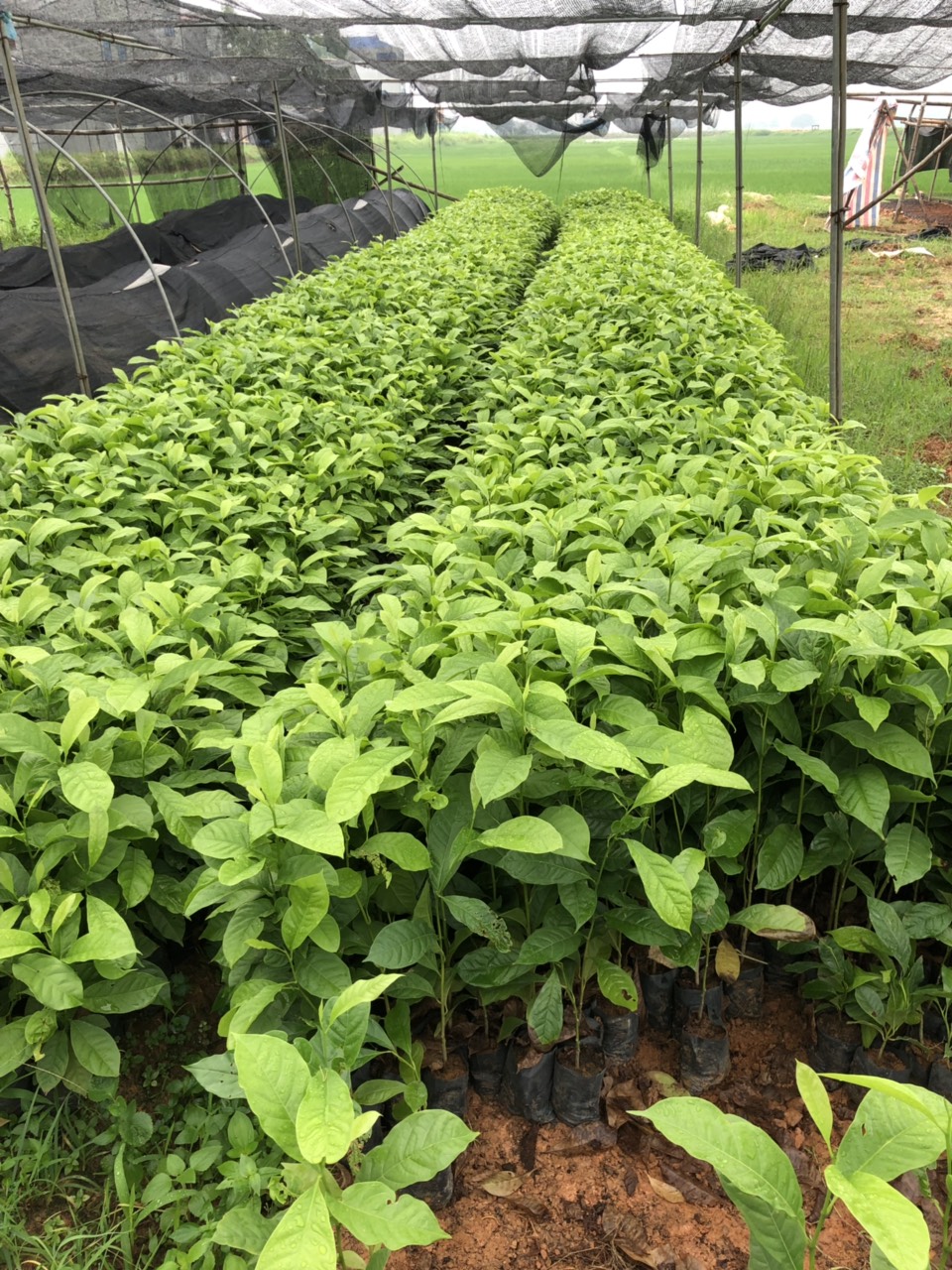 COMBO 5 Cây giống dổi hạt, giống dổi hạt 3 năm cho sản lượng đều, cây cao 60cm