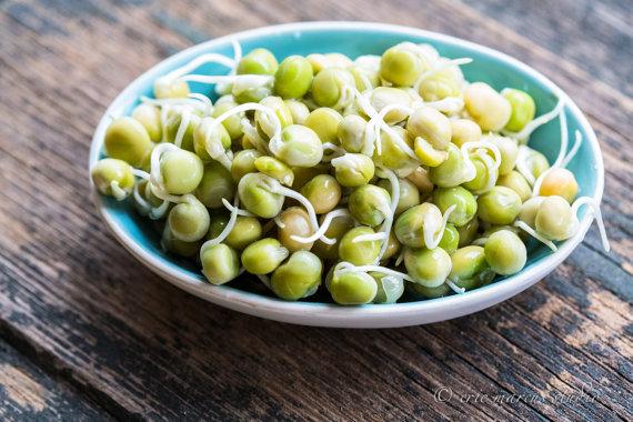 Gói 1kg hạt giống rau mầm đậu hà lan - mina shop