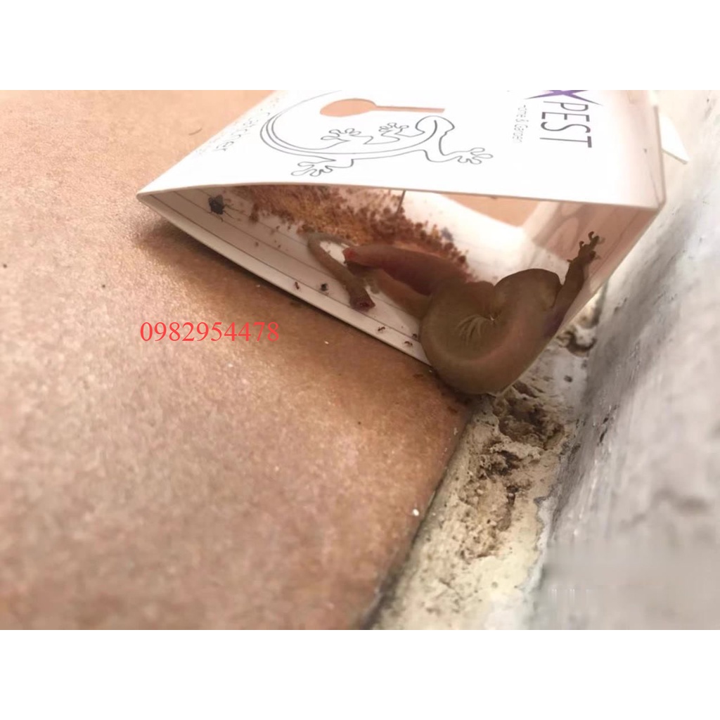 1 Miếng Keo Bẫy Thằn Lằn Keo Dính Thạch Sùng Mồi Bắt Thằn Lằn Keo Bắt Tắc Kè keo dán thằn lằn bẫy côn trùng sâu bọ thạch sùng