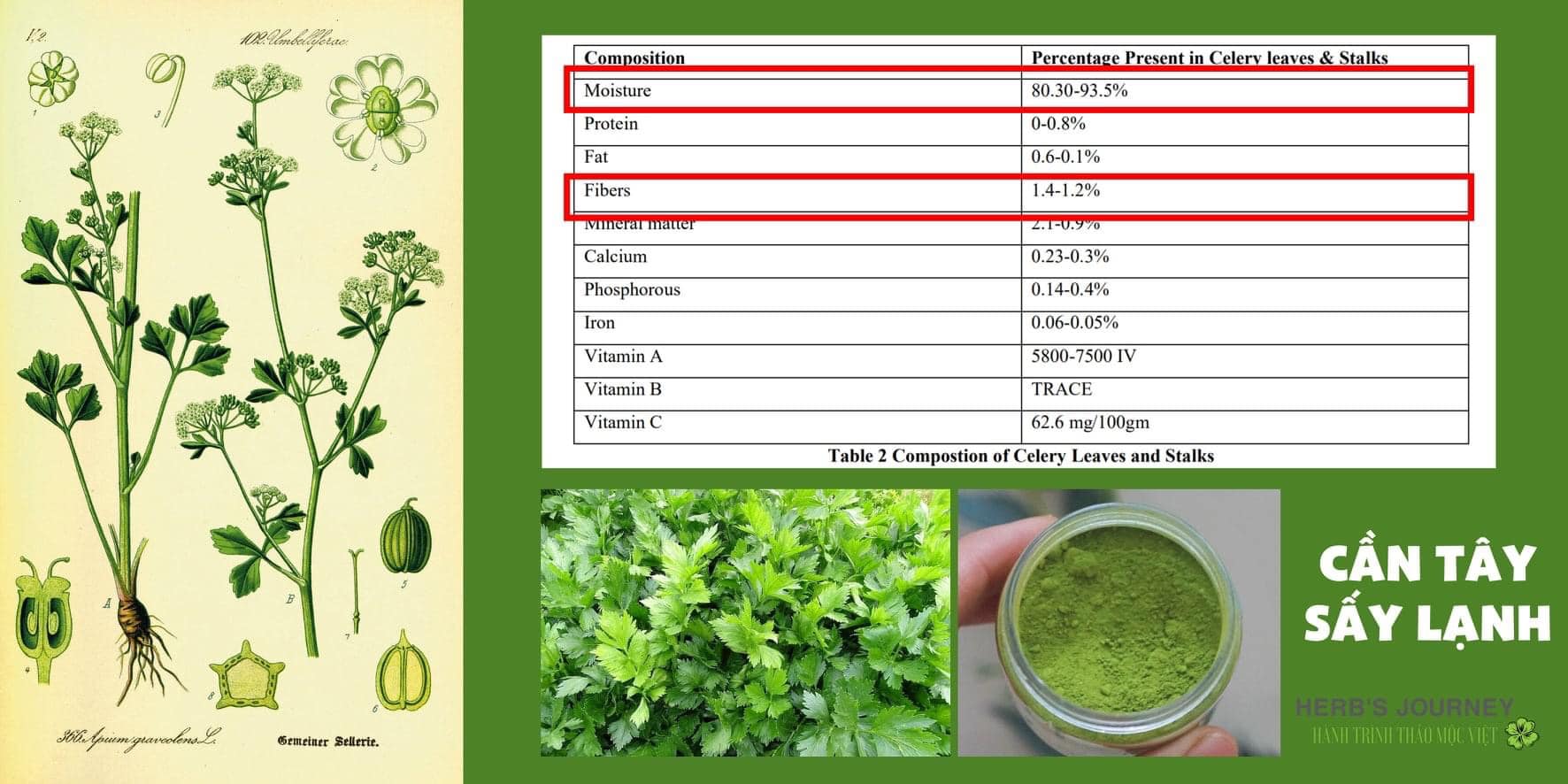 Bột cần tây hữu cơ sấy lạnh