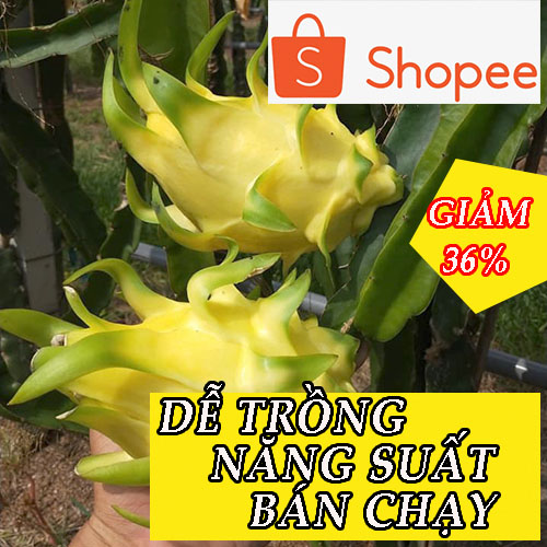 2 cây giống thanh long vàng thái