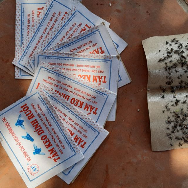 10 vỉ bẫy ruồi cực dính