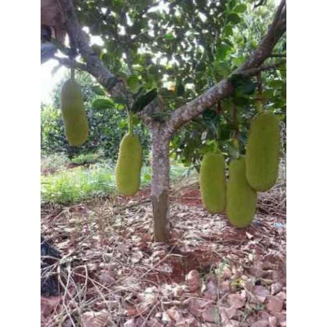 [FREESHIP - Xả Khô Máu] Cây giống mít thước siêu trái