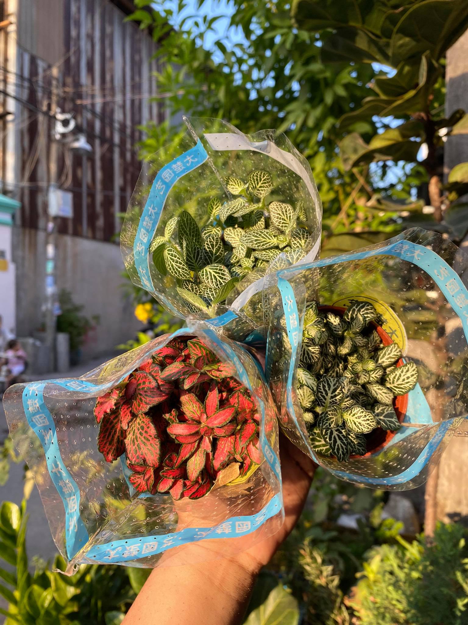 Lá may mắn - tặng chậu
