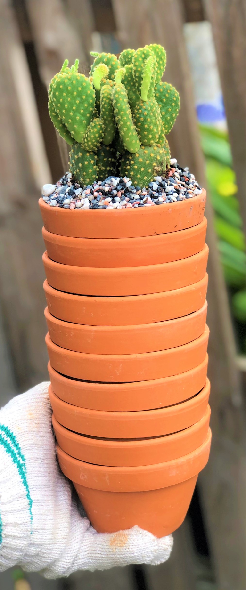 Bộ 10 chậu đất nung trồng xương rồng sen đá Rộng 11 cm x Cao 7 cm
