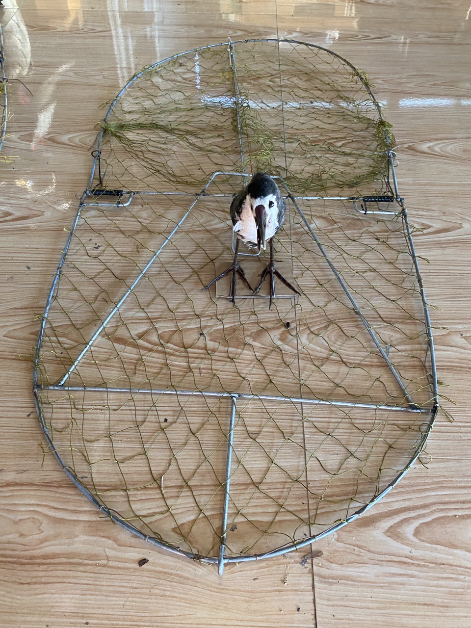 combo mẹt tròn bẫy chim quốc, bìm bịp đa năng bẫy rất hiệu quả giá rẻ lưới Thái Lan tàng hình 100%