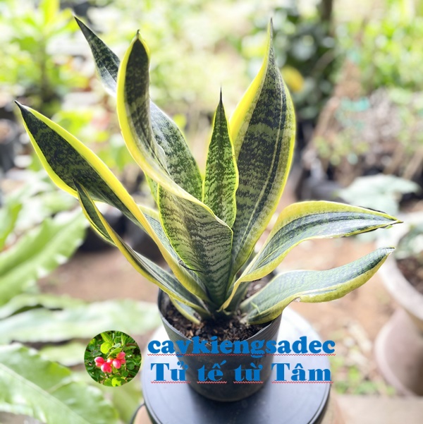 caykiengsadec - Cây lưỡi hổ (thường) - tặng phân bón cho cây mau lớn - trang trí nội thất cảnh quan sân vườn ngoài trời - hoa kiểng lá
