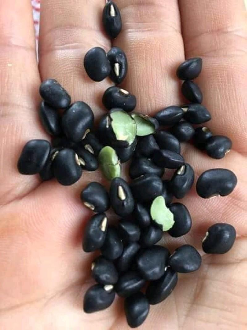 ĐẬU ĐEN XANH LÒNG LOẠI 1 , 500g đậu đen rang giống thuần chủng