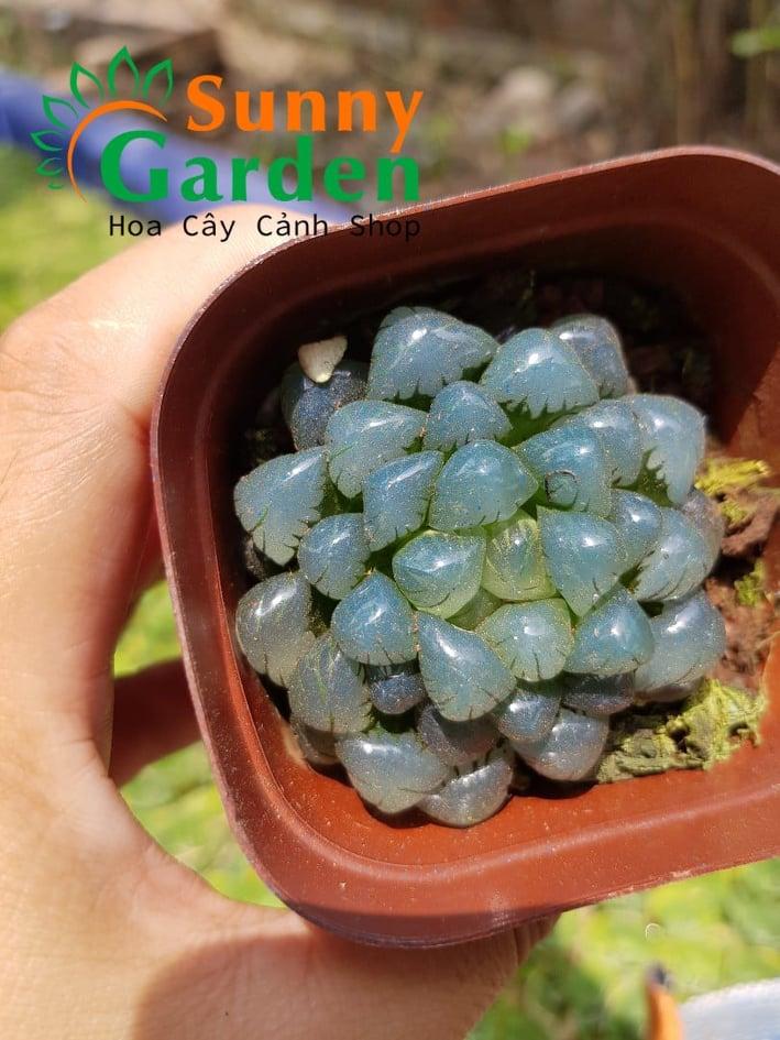 Sen Đá Kim Cương Ngọc