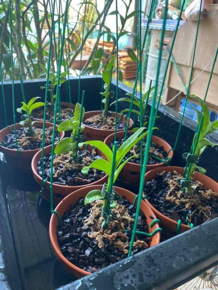 Combo 100 Ghim chậu trồng lan, que cắm chậu gài kie phong lan