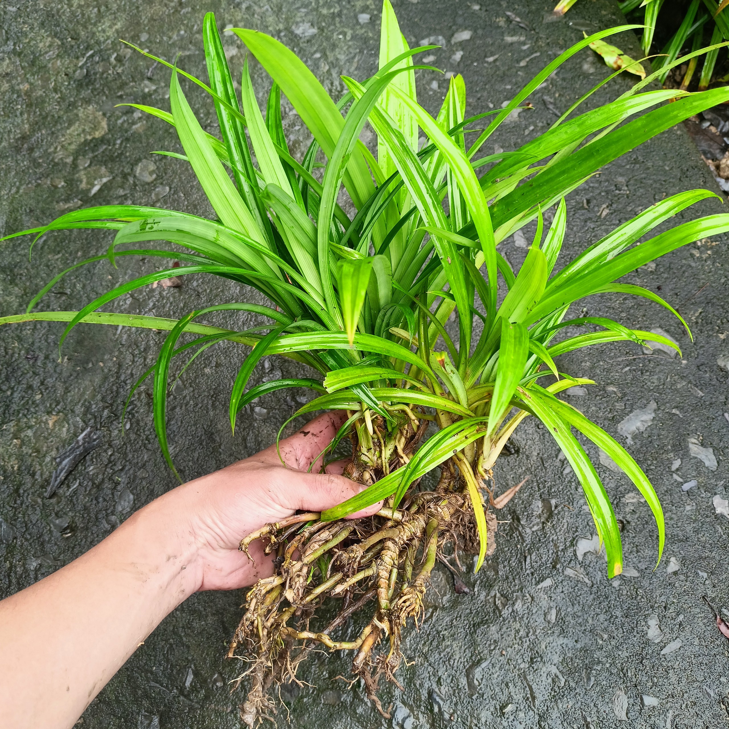 Cây lá dứa giống