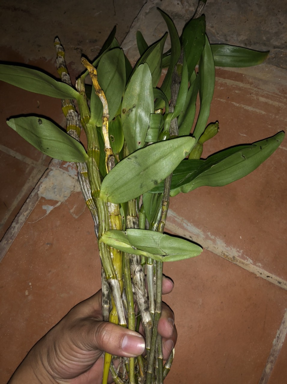 lan rừng đùi gà tròn bó 200g 55k(hàng đa thân đang xuống lá)