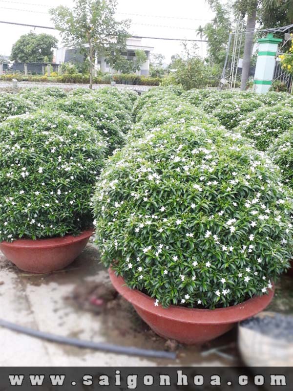 CÂY MAI VẠN PHÚC( CÂY MAI TIỂU THƯ) - GỬI ĐI NGUYÊN CHẬU SIZE LỚN