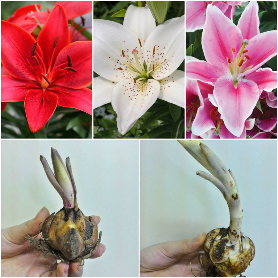 Bộ 3 củ giống hoa ly mix màu - 3 màu