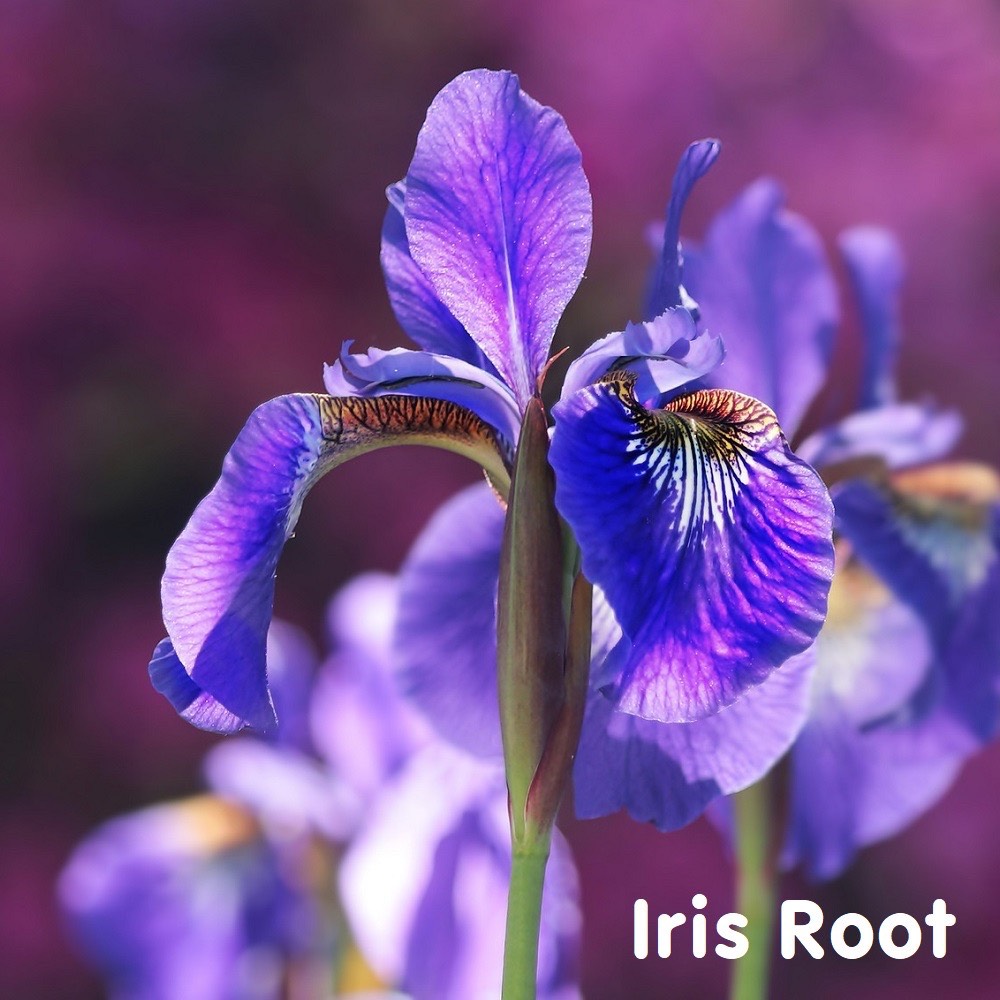 Tinh dầu hoa Diên Vĩ Iris Root Essential Oil