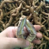 Ba Kích Tím Quảng Ninh - loại ngon (gói 1kg)