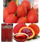 Tinh Dầu Gấc-  Bạch Tuyết 100 ml