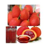 Tinh Dầu Gấc -  Bạch Tuyế lọ 100 ml