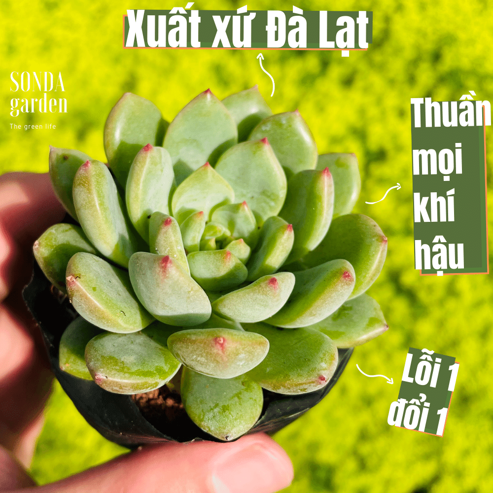 Sen đá bánh bao xanh size bé khỏe đẹp lỗi 1 đổi 1