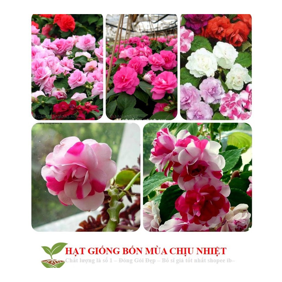 Hg27 Hạt Giống Mai Địa Thảo (Ngọc Thảo) Bốn Mùa Đến Mùa Trồng Tết