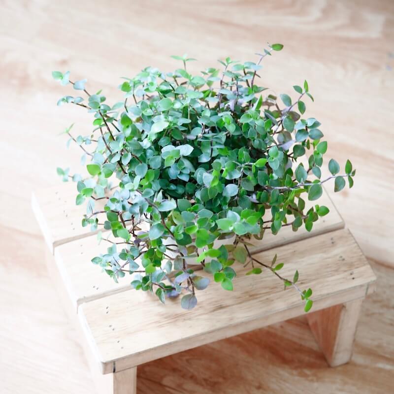 Cây Callasia repens - Cây Tổ Ong (chậu treo hoặc chậu đất nung)