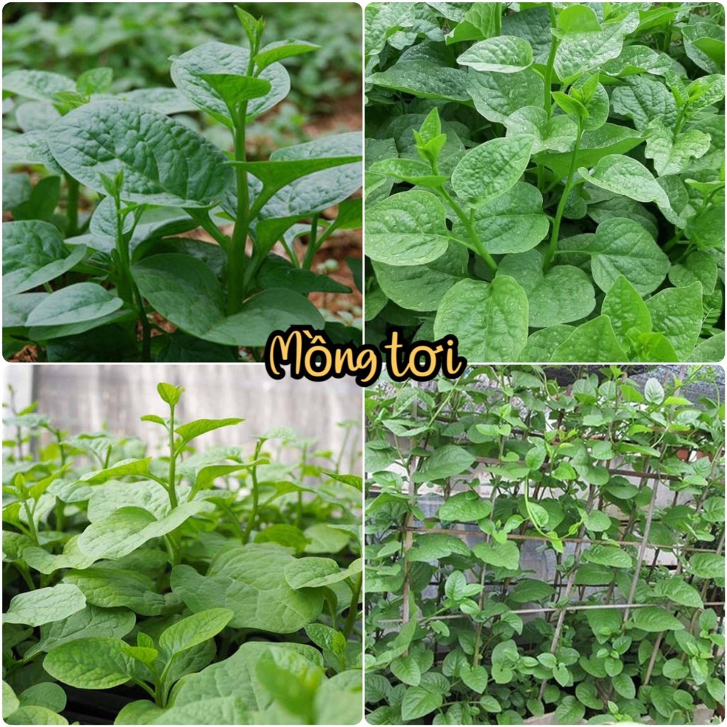 Hạt giống rau mồng tơi xanh -gói 20gram-nãy mầm đều