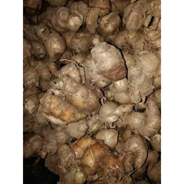 Củ địa liền