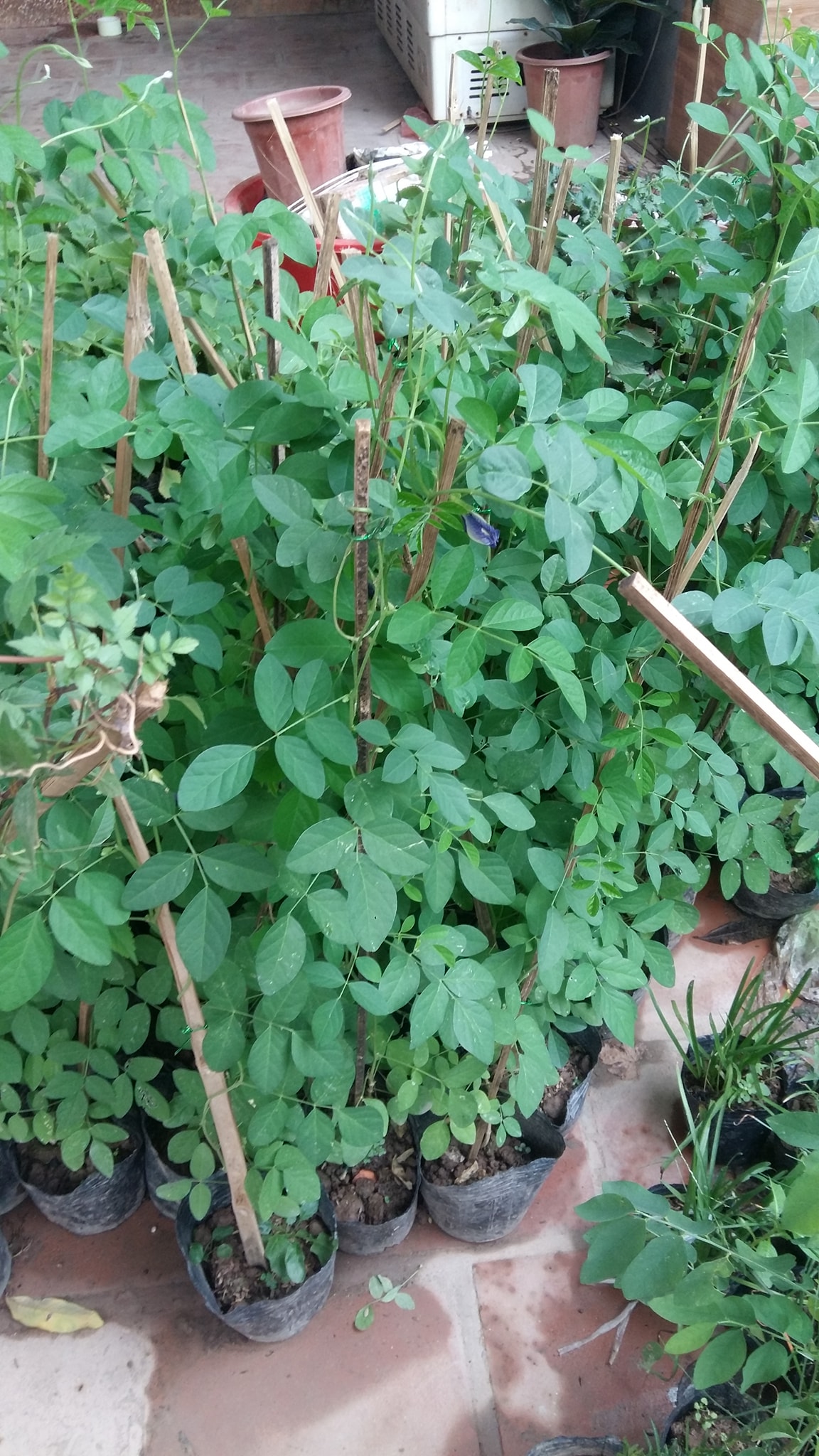 Cây hoa đậu biếc gửi đi nguyên bầu - FREE SHIP TỪ 50K