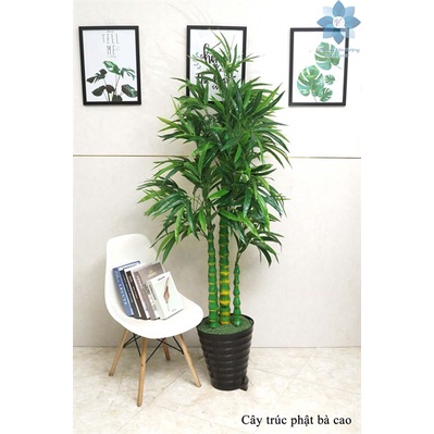 Cây giả cây trúc phật bà cao 1,8m