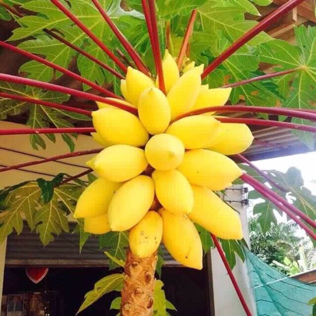 TÁCH GÓI TO HẠT GIỐNG ĐU ĐỦ VÀNG CÀNH TÍM HÀNG THÁI LAN