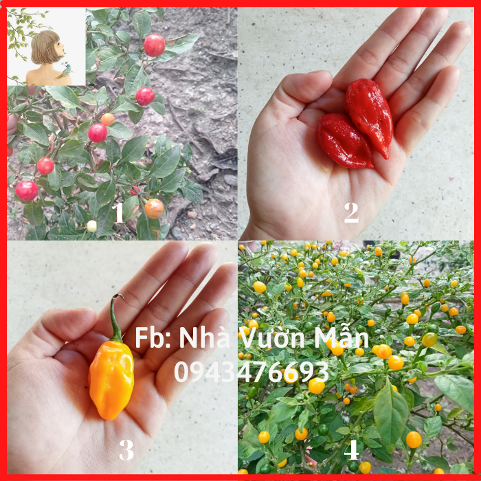 Combo 4 gói hạt ớt cay