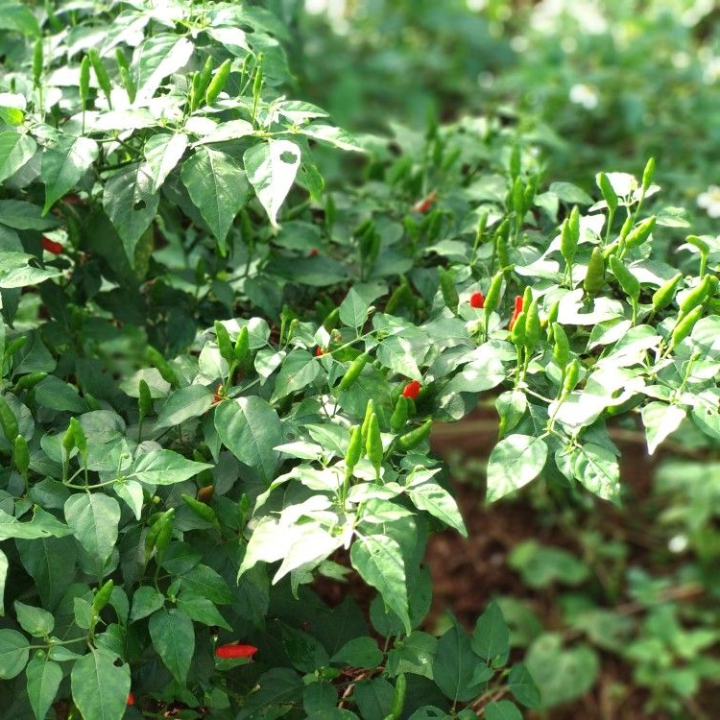 Hạt giống Ớt xiêm rừng gói 0.2gr