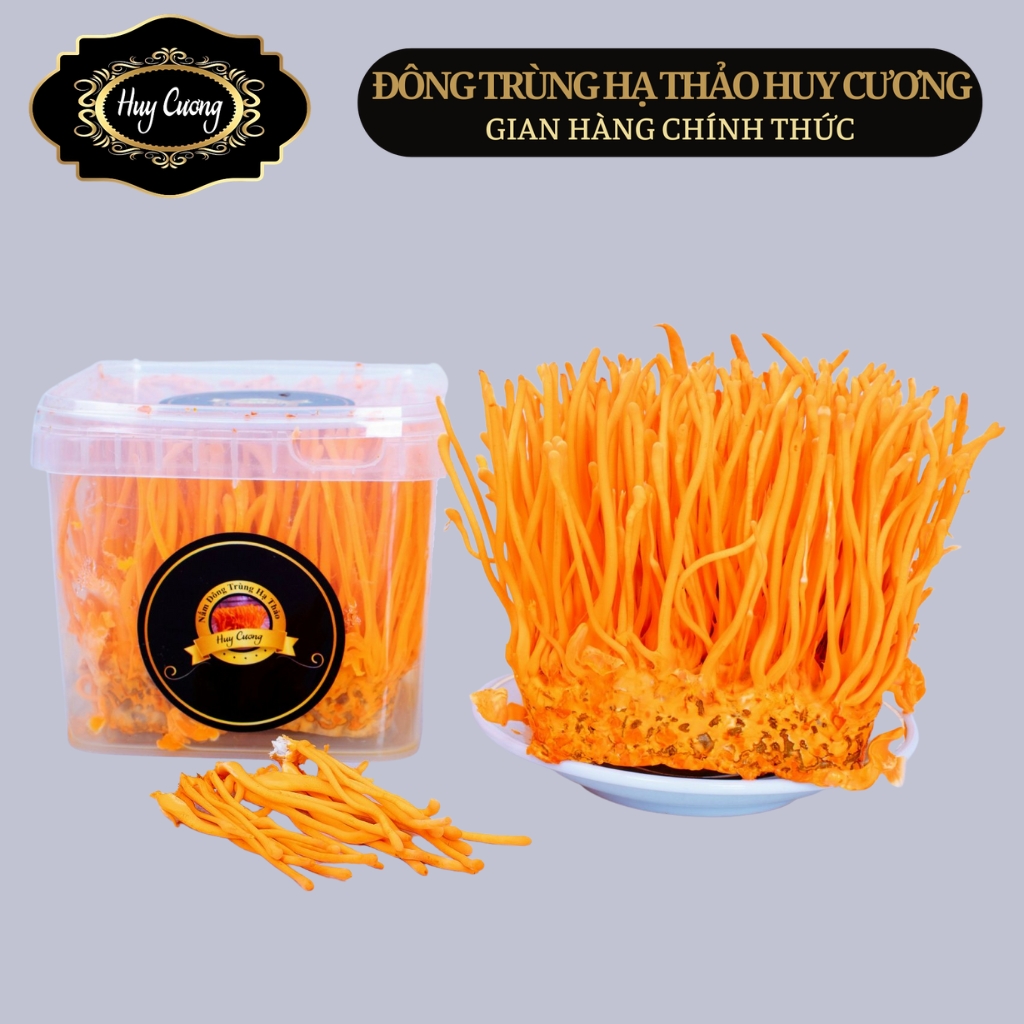 Nấm Đông trùng hạ thảo tươi, sinh khối tươi Huy Cương thượng hạng, Đông trùng hạ thảo tươi nguyên đế