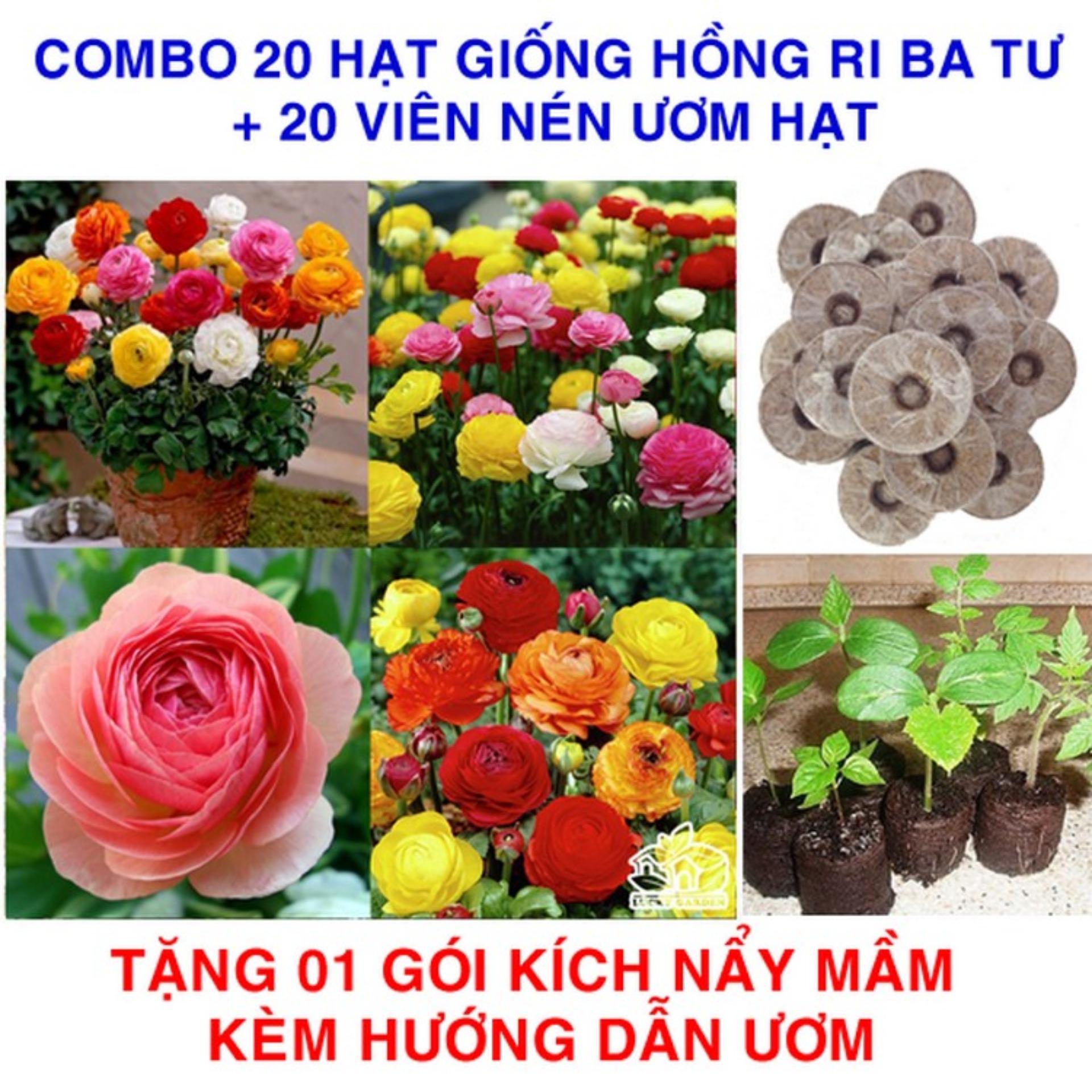 20 Hạt giống Hồng Ri ba tư + 20 Viên nén ươm hạt (tặng Kích mầm, H.dẫn)
