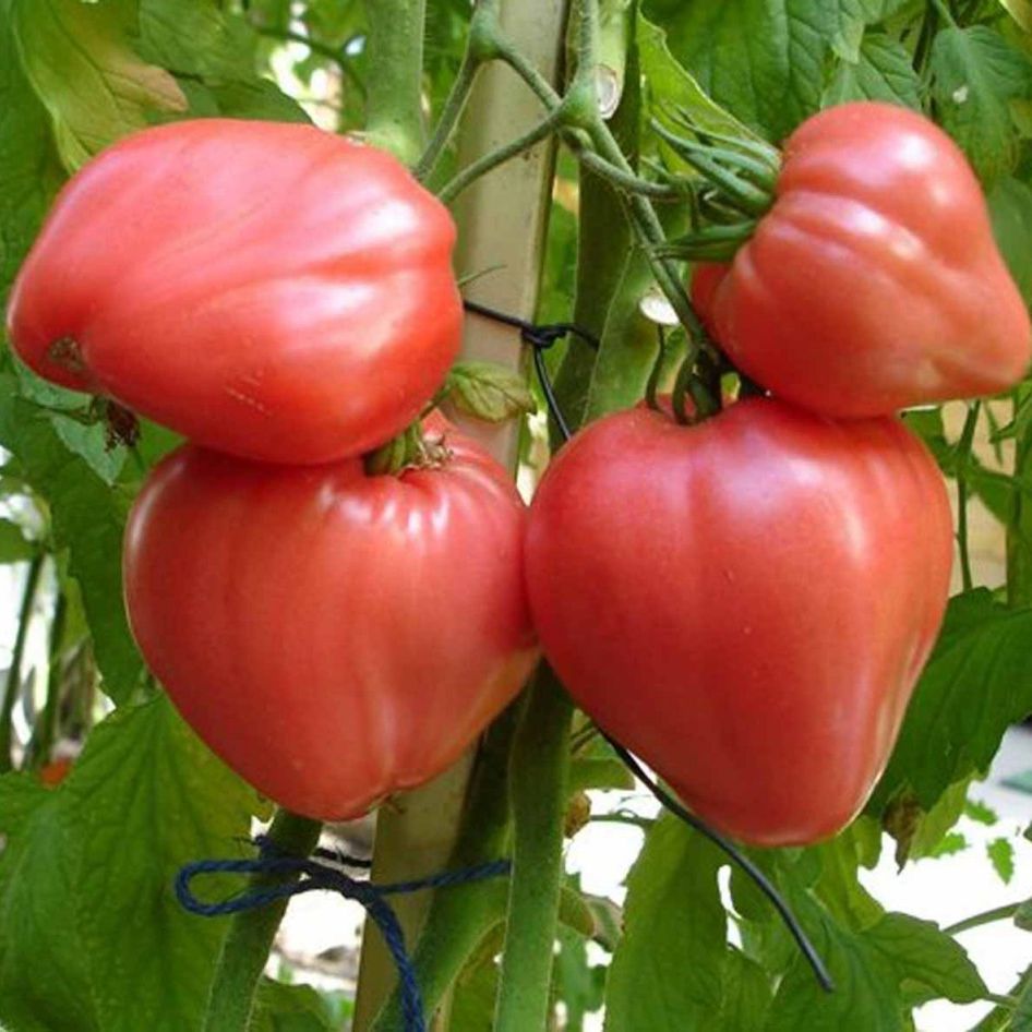 0.1gr Hạt giống cà chua trái tim đỏ