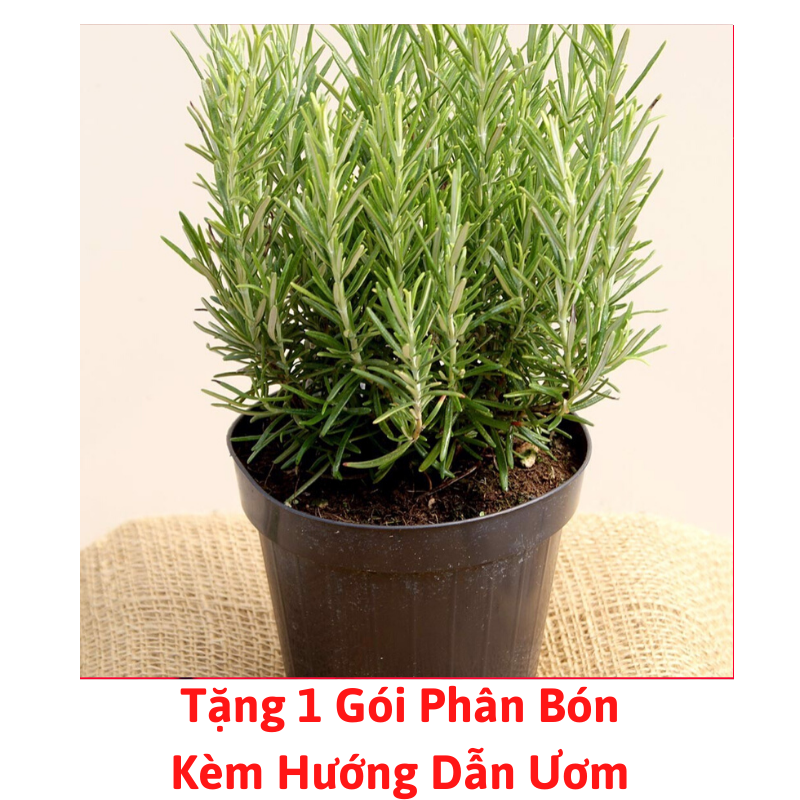 [Lấy mã giảm thêm 30%] Gói Hạt Giống Xạ Hương