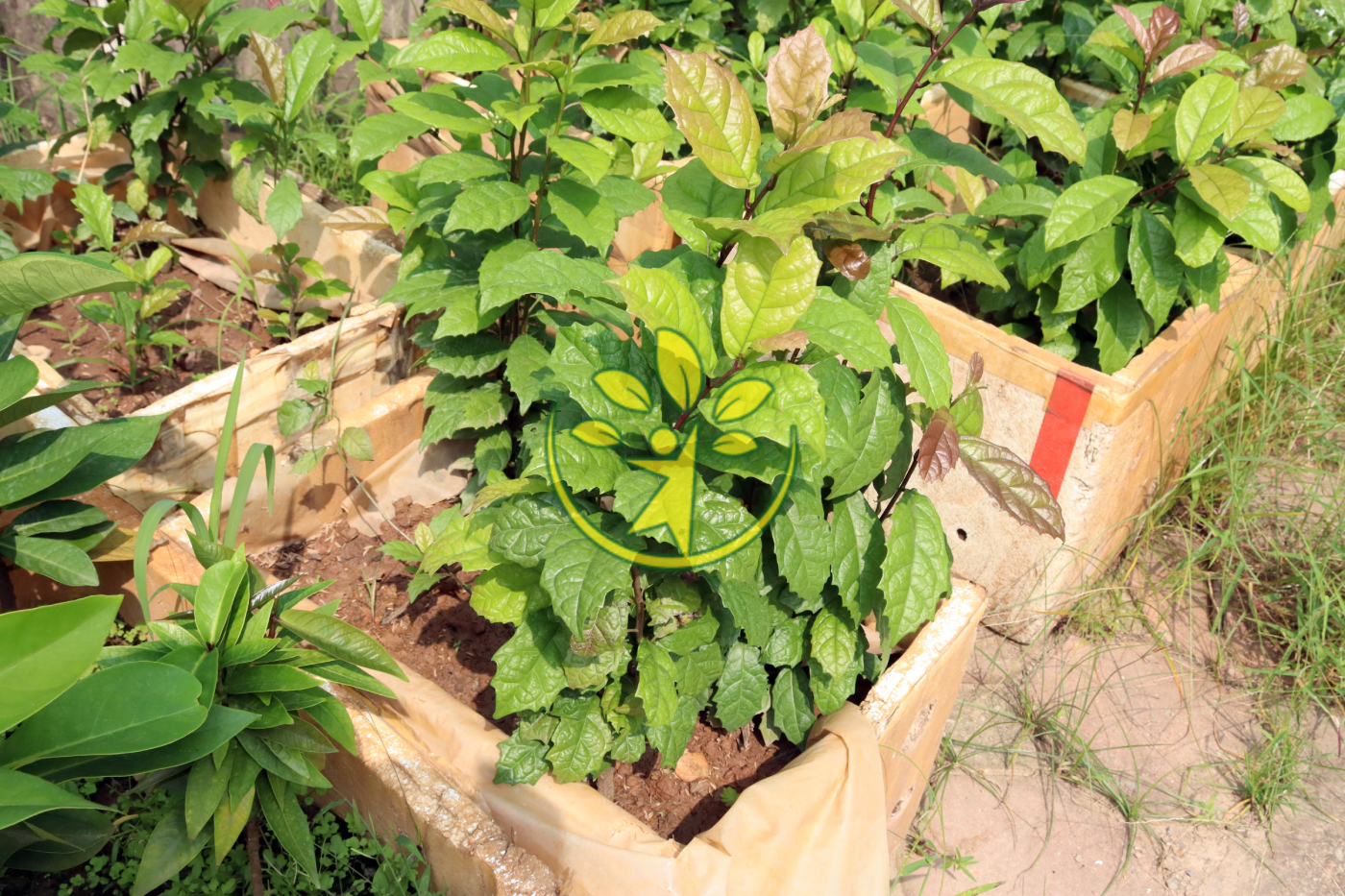 Bầu giống cây xạ đen (cây giống có lá răng cưa, khi ra hoa có màu trắng, kết quả có màu cam)