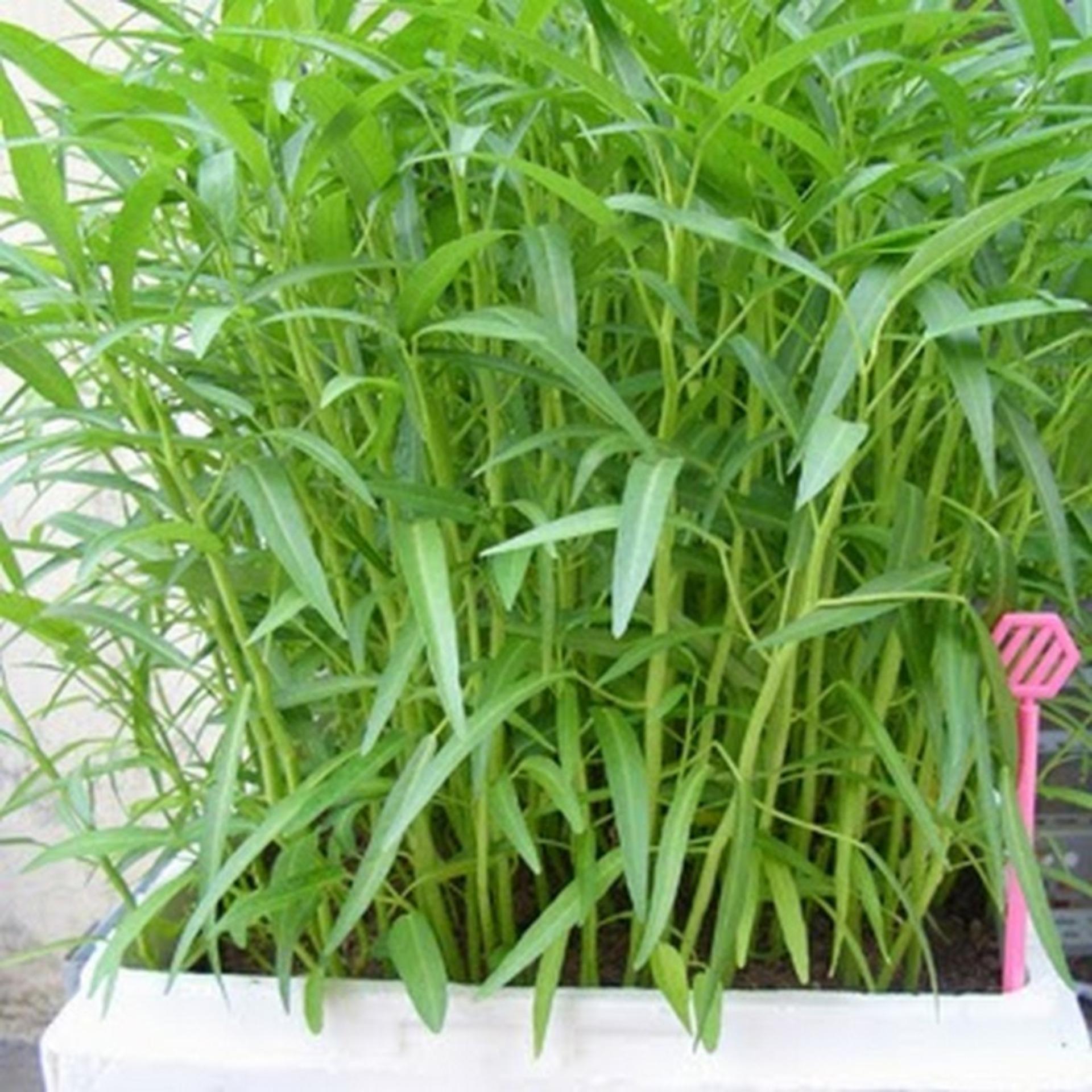 50g Hạt giống Rau muống lá tre
