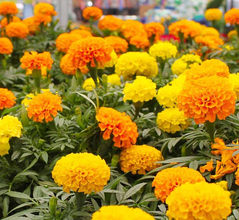 Hạt giống Hoa Cúc Vạn Thọ mix màu