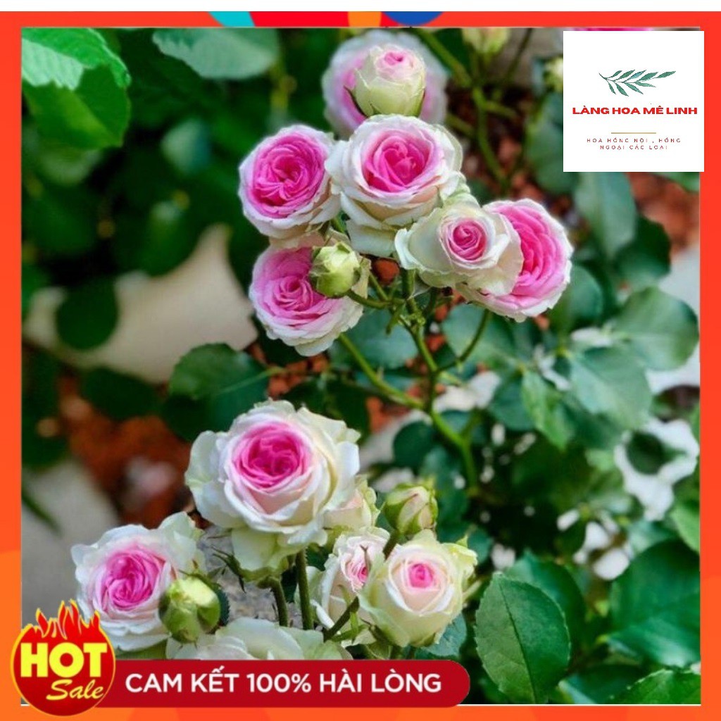 Hoa hồng Bụi Mini Eden sai hoa, đẹp, [ ❤️HƯƠNG HOA QUẢ❤️] Cây là giống hoa hồng ngoại có khả năng kháng bệnh tốt, dễ chăm sóc.