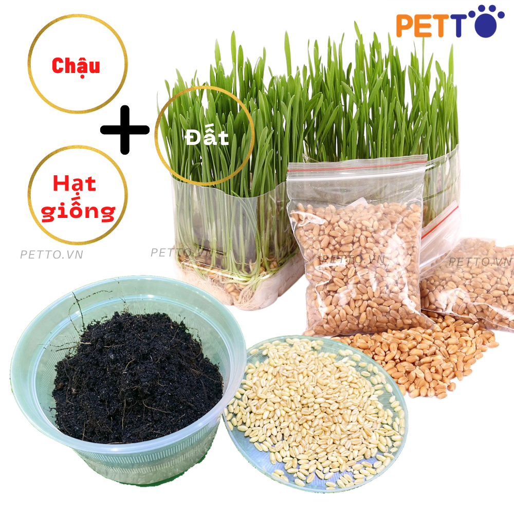 Combo hạt giống cỏ mèo + đất + chậu trồng cỏ