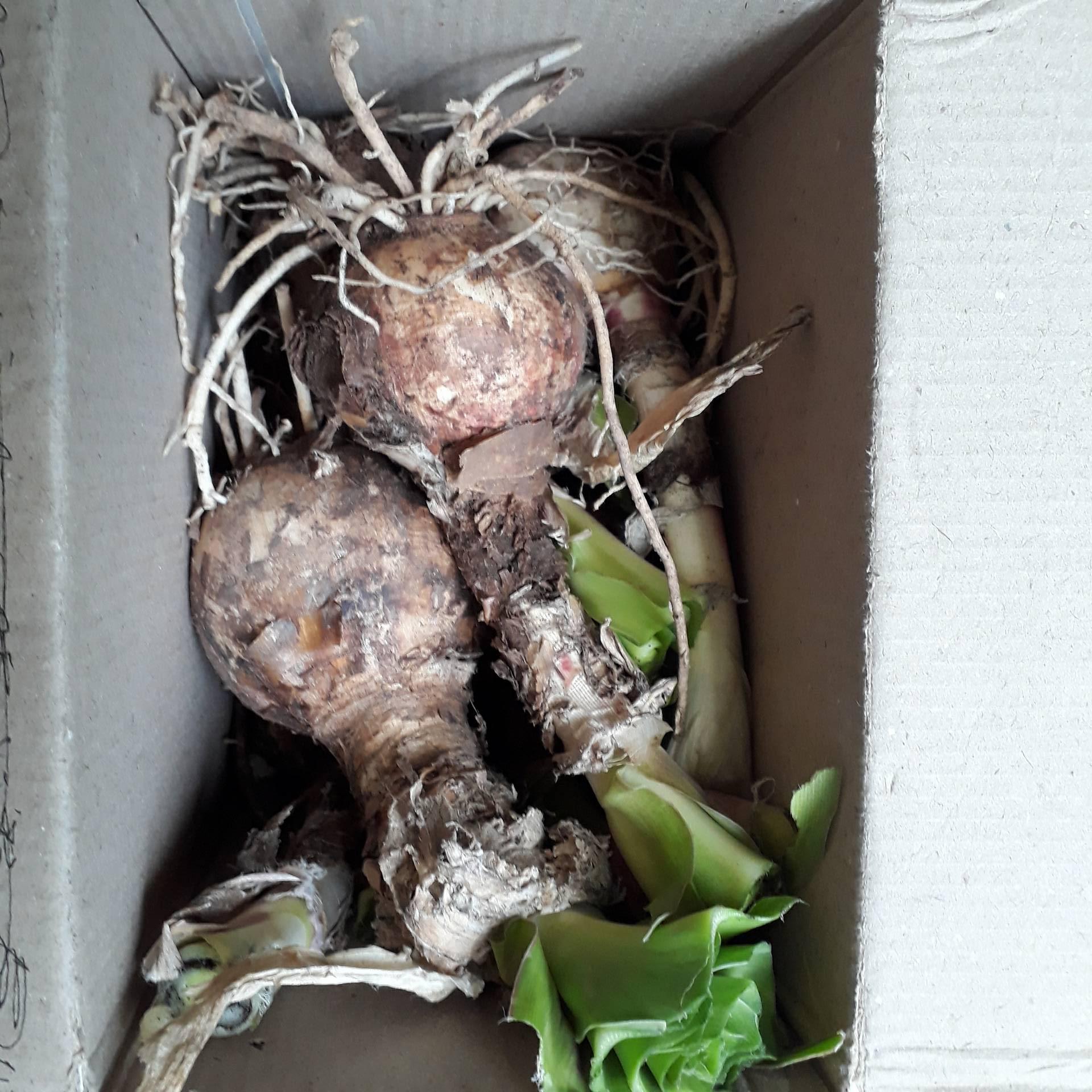 Cây giống trinh nữ hoàng cung - CHUẨN GIỐNG