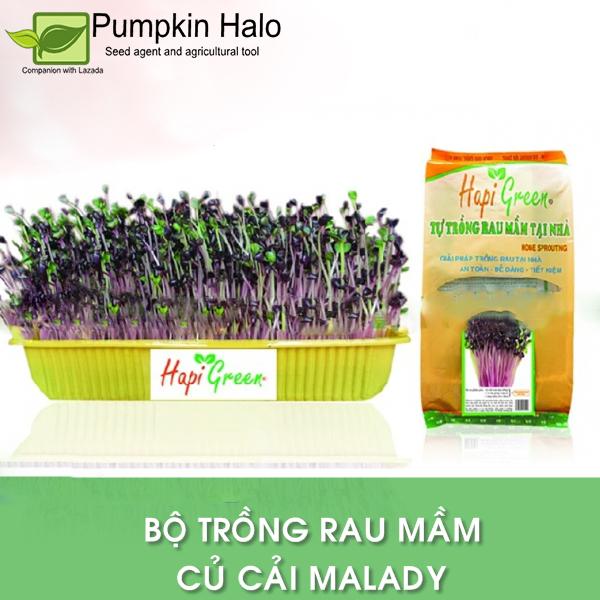 Trọn Bộ Trồng Mầm Cải MaLaDy tại Nhà với Hapi Green .