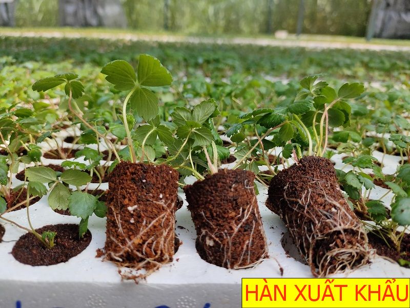 Combo 6 cây giống dâu tây hàn xuất khẩu