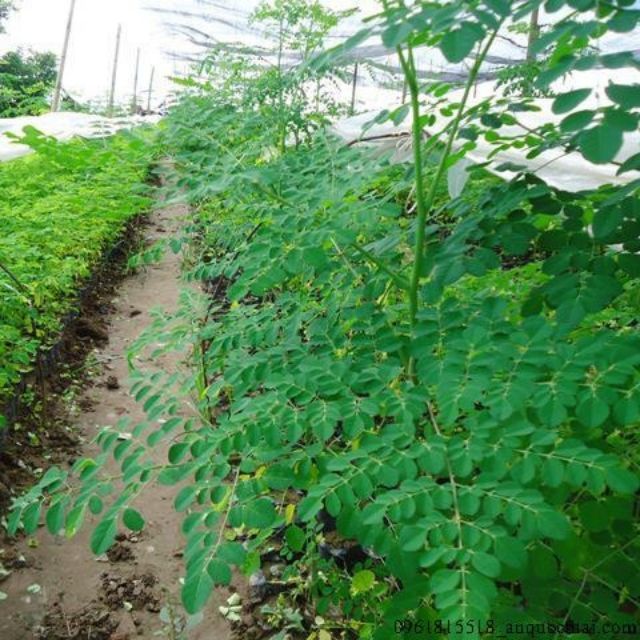 Hạt giống cây chùm ngây 2gr rau ngon bổ sức khoẻ dễ chế biến dễ chăm sóc ít không gian mau thu hoạch