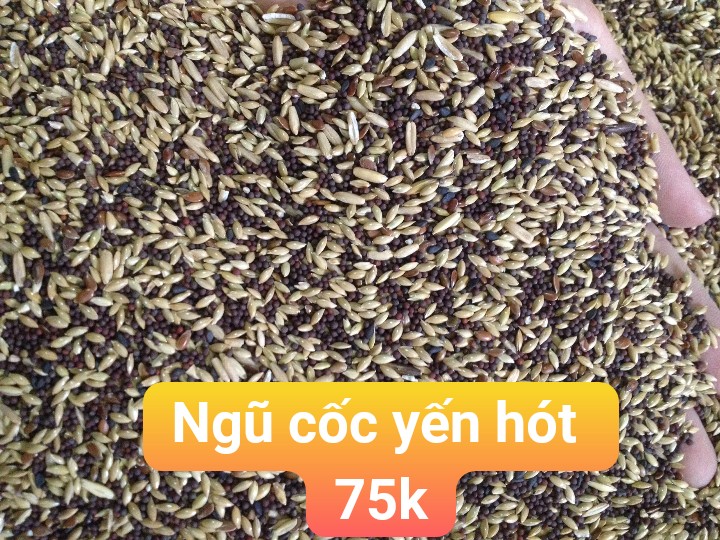 hạt trộn cho yến hót - hạt tổng hợp canary 9 loại hạt